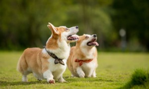 广州市养犬管理条例（修订草案）提审有哪些新内容？