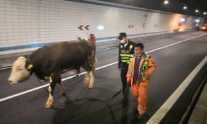 真牛！“牛魔王”高速“越狱”，二广高速上演“速度与激情”