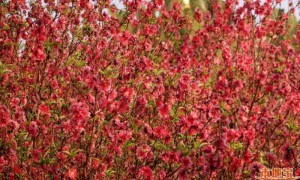 2023广州莲花山桃花观赏指南