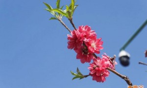 2023广州桃花小镇赏桃花游玩攻略