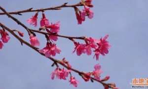 2023广州宝墨园春季赏花攻略（樱花+玉兰+茶花）