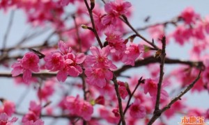 2023广州华南植物园赏樱花攻略（时间+地点+门票）