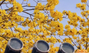 2023广州海珠区黄花风铃木哪里有？