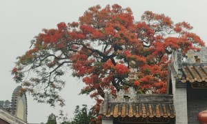 广州凤凰花最佳观赏地点