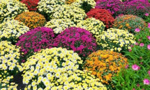 2025年广州文化公园菊展开放时间（附实拍图）