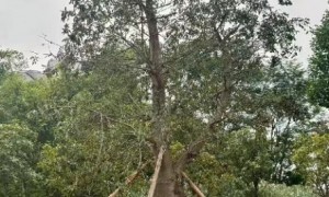 广州云萝植物园镇园之宝是什么？