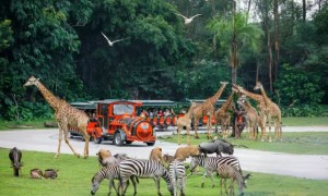 2025广州长隆旅游度假区各园区营业时间（7月）