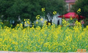 2023广州增城区丝苗米文化公园油菜花指南（时间+门票+交通）