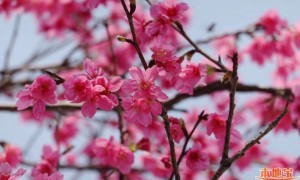 广州2023年哪里看樱花最好？